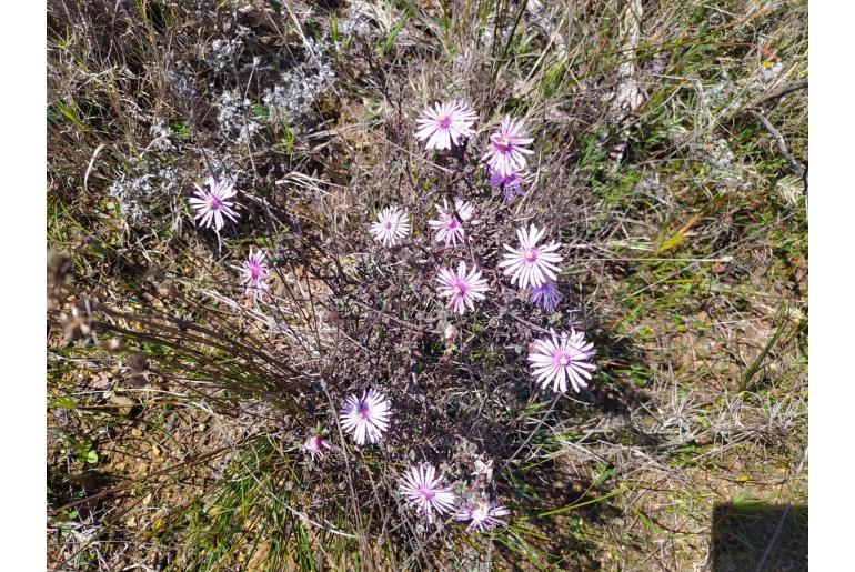 Lampranthus emarginatoides&nbsp;11153