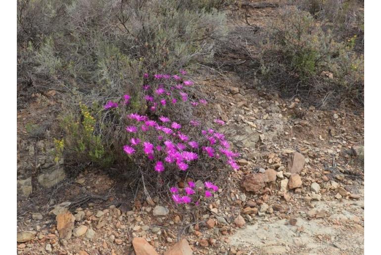 Lampranthus haworthii -11154