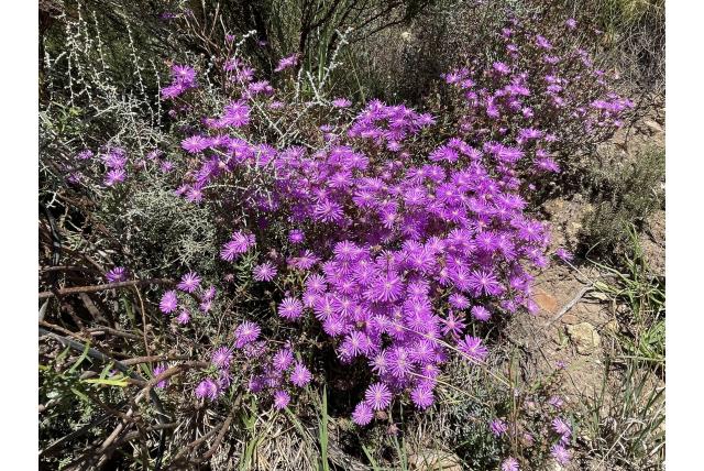 Lampranthus met fijne kelkbladen