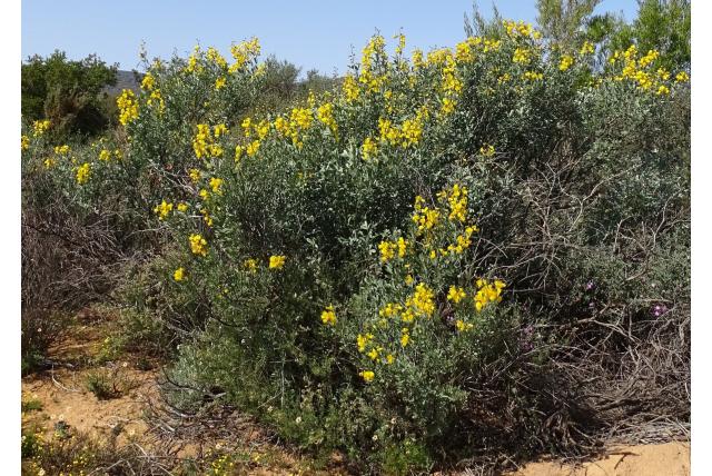 Cytisus-achtige lebeckia