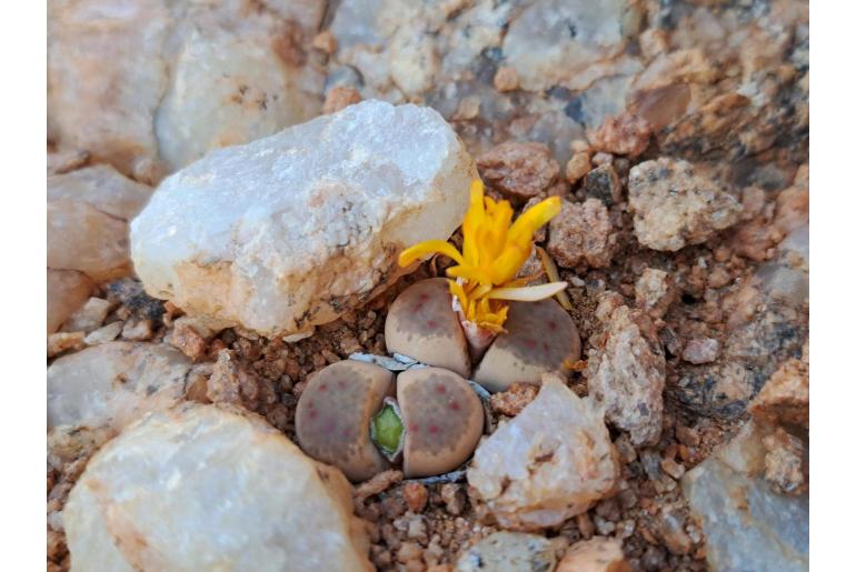 Lithops dinteri -11167
