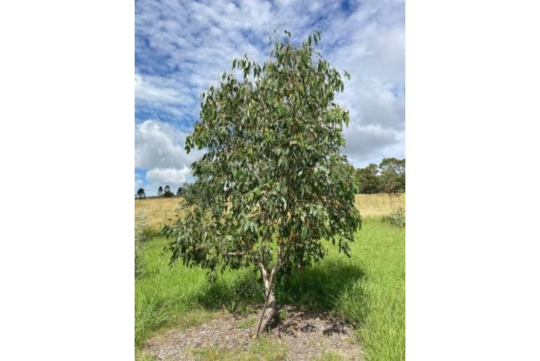 Eucalyptus ovata ssp grandiflora 11168