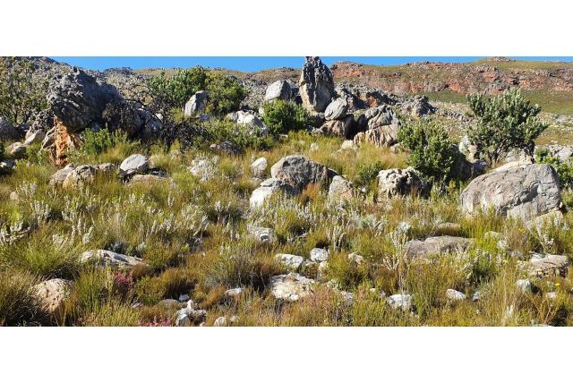 Kleinbloemige Plukenetsheide Kleinbloemige Plukenetsheide