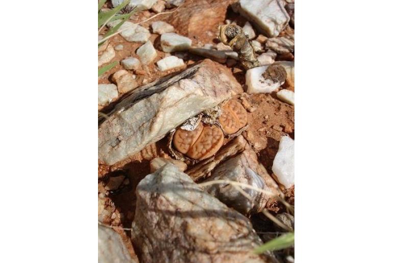 Lithops hookeri -11175