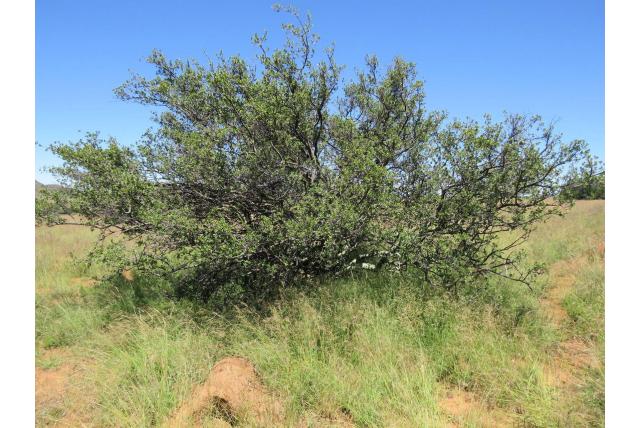 Lycium-achtige diospyros