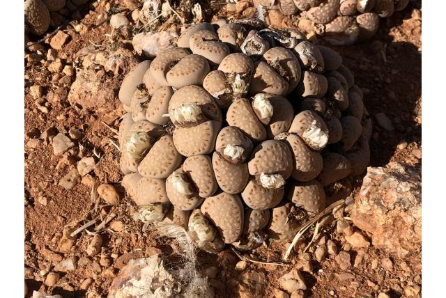 Julius Derenberg's levende steentjes Julius Derenberg's levende steentjes