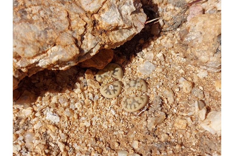 Lithops karasmontana -11183