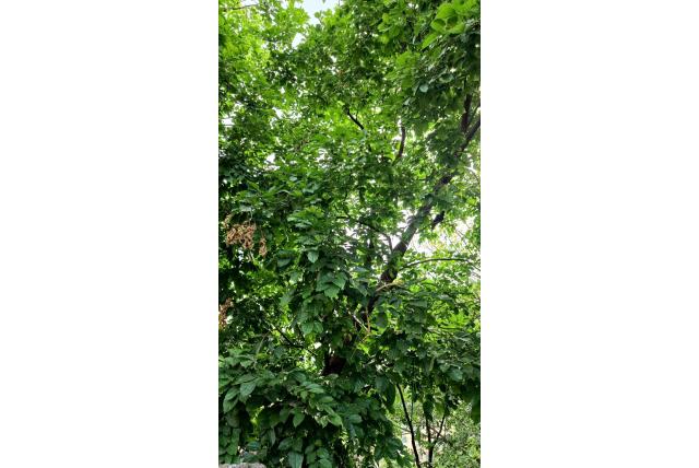 Indische pongamia