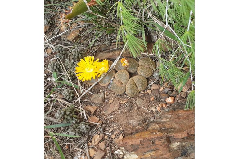 Lithops lesliei -11185