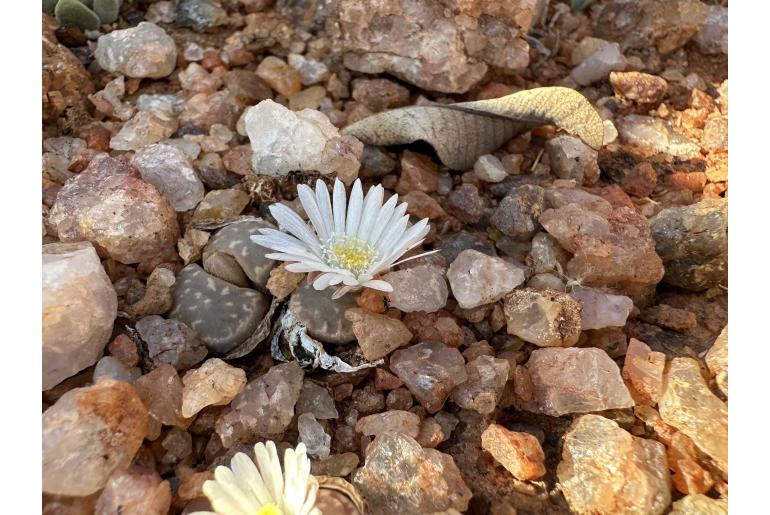 Lithops marmorata -11189