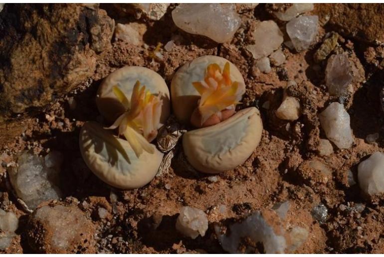 Lithops meyeri -11190