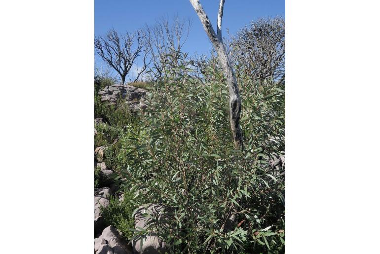 Eucalyptus kybeanensis 11193