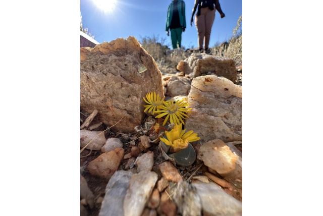 Olijfgroen Lithops Olijfgroen Lithops