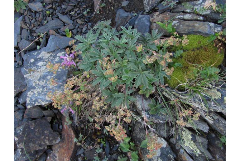 Alchemilla sericea -11202