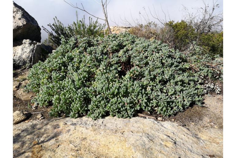 Oscularia paardebergensis 11202