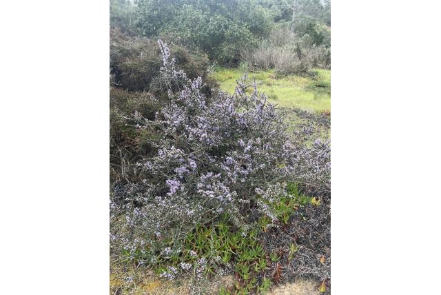 Monterey sering