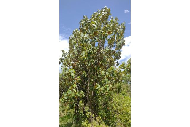 Apenhandboom