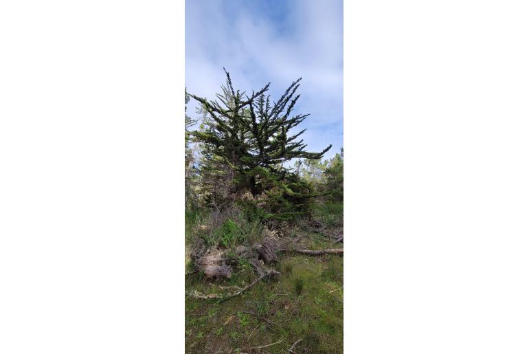 Hesperocyparis goveniana -11213