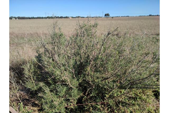 Smal bladige Melicytus