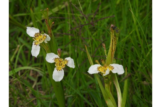Chiapa's schelpbloem