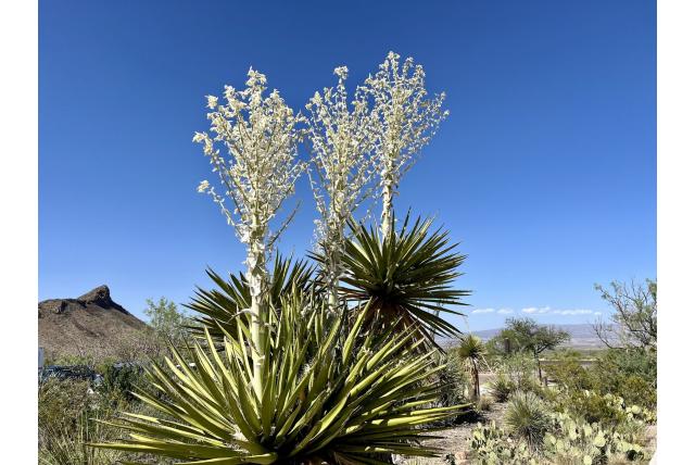 Faxon yucca