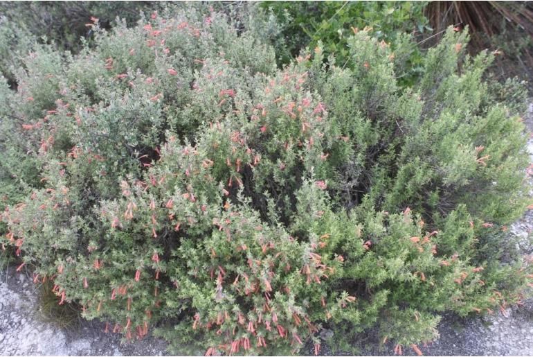 Poliomintha longiflora 11228