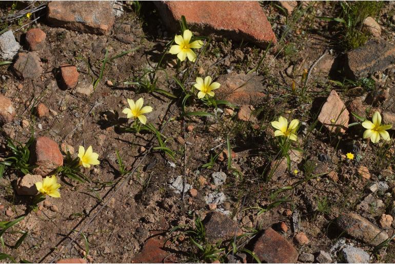Moraea citrina -11232
