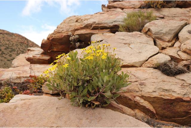 Osteospermum-achtige othonna