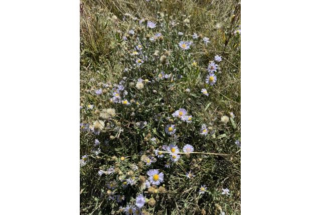 Langbladige aster