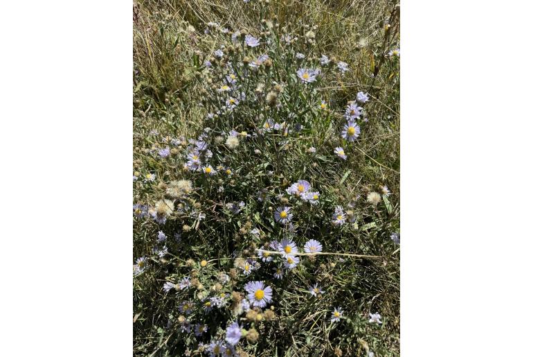 Symphyotrichum ascendens -11236