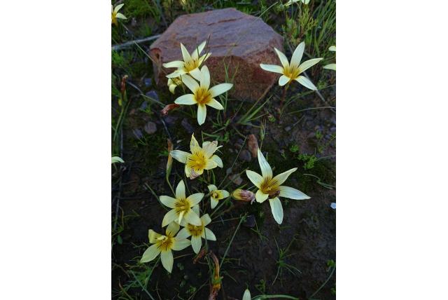 Schijf romulea
