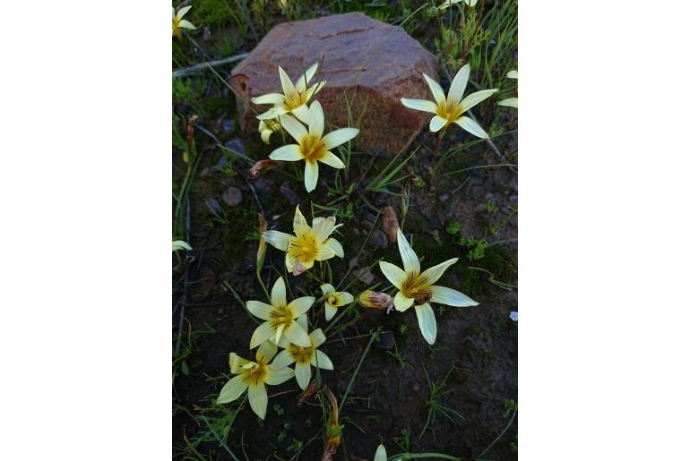 Romulea discifera 11240