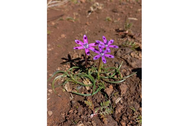 Hantam romulea