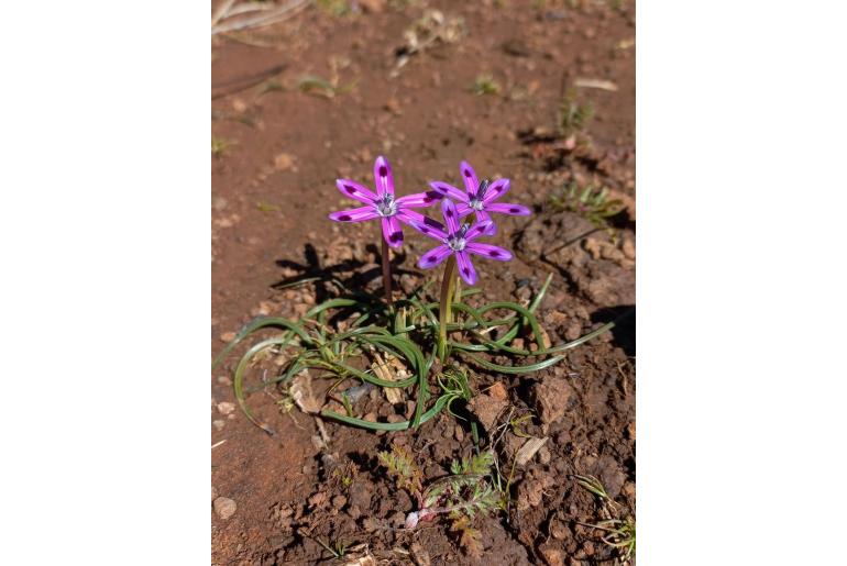 Romulea hantamensis 11241