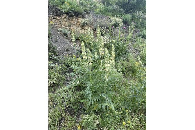 Phlomoides verdeeld in smalle lobben