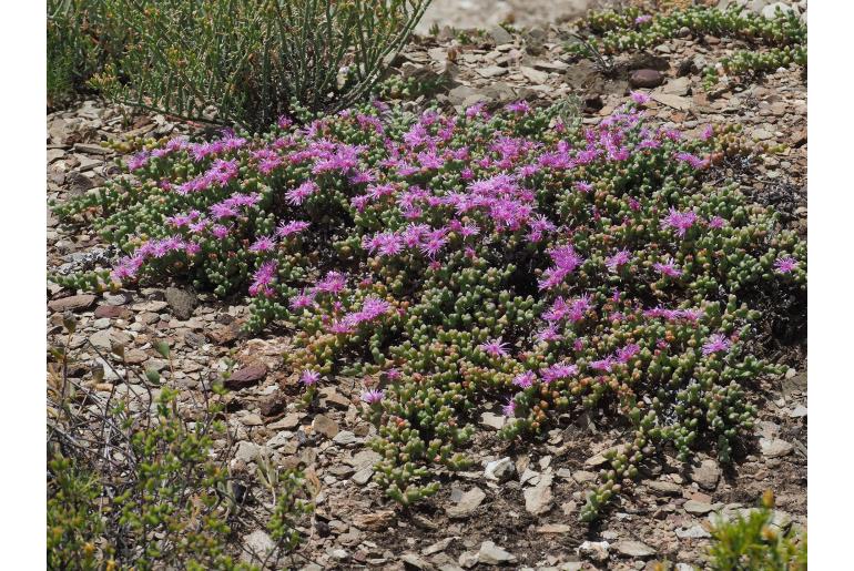 Ruschia impressa -11243