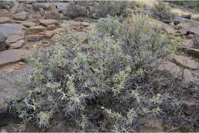 Verstrengelde ruschia