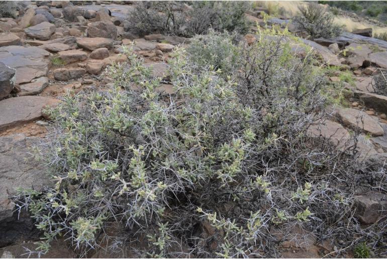 Ruschia intricata -11244