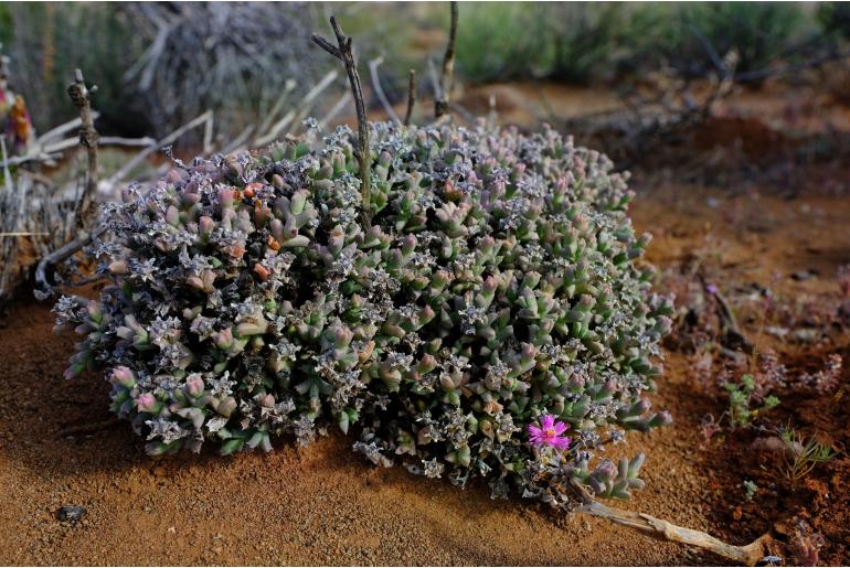 Ruschia laxipetala -11245