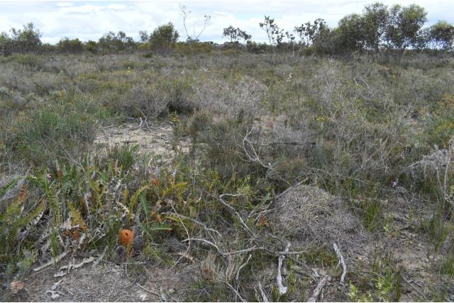 Zuidelijke blechnum banksia