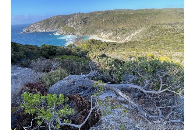 Albany graniet banksia