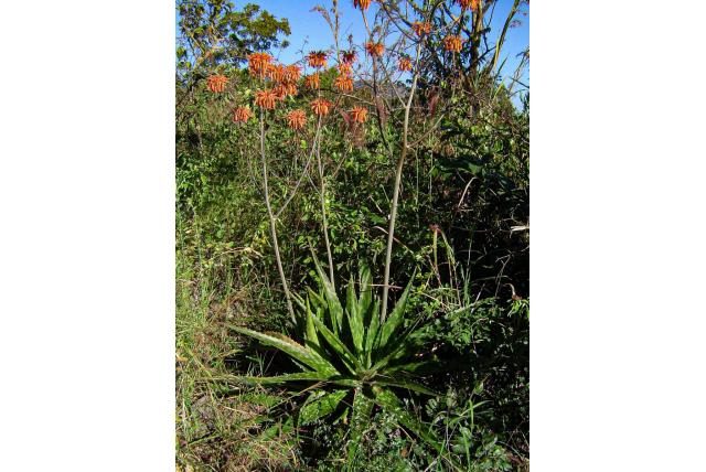 Swynnerton's aloe