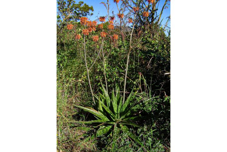 Aloe swynnertonii -11284