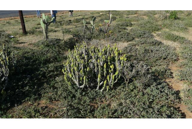Euphorbia valse cactus