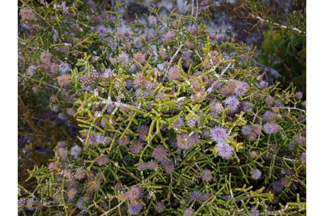 Kleinbladige melaleuca