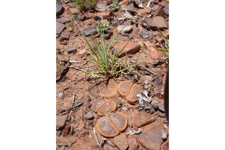 Lithops aucampiae -11290