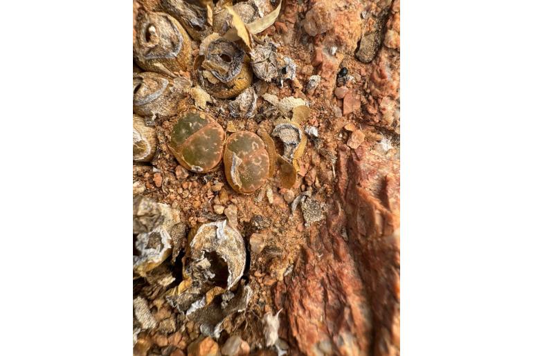 Lithops naureeniae -11293