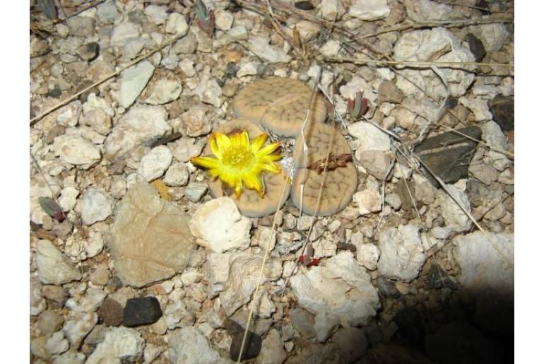Lithops schwantesii -11294
