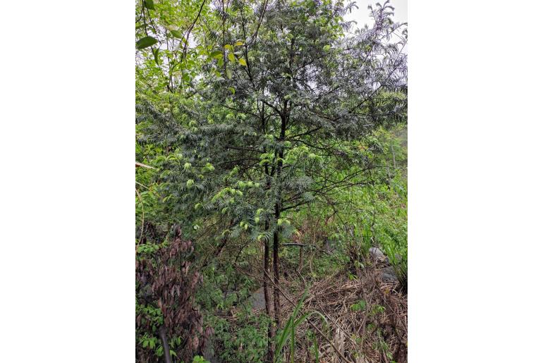 Cephalotaxus fortunei -11314