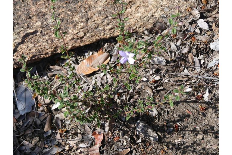 Barleria crassa -11320